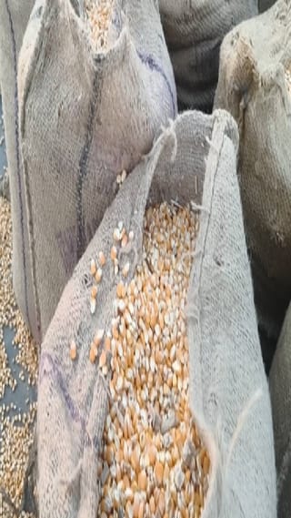 खाजगी खरेदी केंद्रांवर मक्याची आवक वाढली