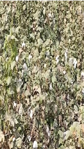 गडचिरोली जिल्ह्यात कापूस उत्पादन शेतकऱ्यांवर आर्थिक संकट