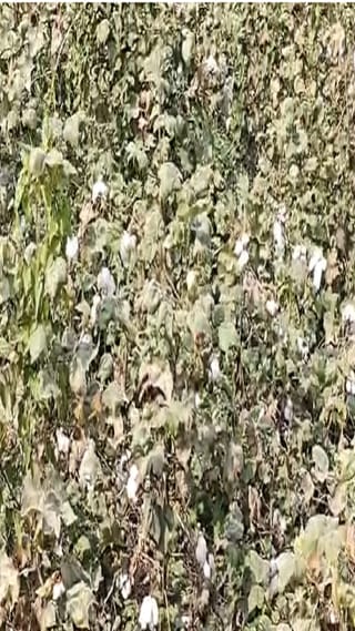 गडचिरोली जिल्ह्यात कापूस उत्पादन शेतकऱ्यांवर आर्थिक संकट