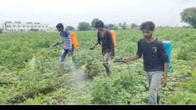 पिकांवर रोगराई पसरू नये यासाठी फवारणी, शेतकऱ्यांची वाढली लगबग.