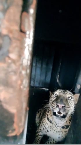 दिंडोरीत बिबट्याला जेरबंद करण्यात वन विभागाला यश