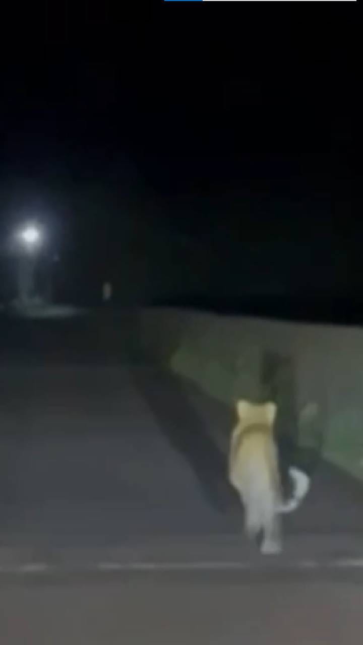 देवगडमधील पुलाजवळ बिबट्याचा वावर, भीतीने उडाली तारांबळ