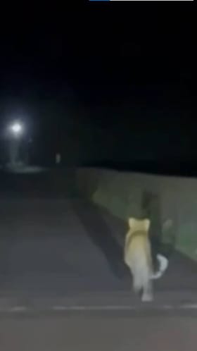 देवगडमधील पुलाजवळ बिबट्याचा वावर, भीतीने उडाली तारांबळ.