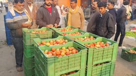 धुळ्यात टोमॅटोचा भाव भडकला.