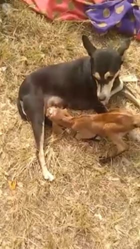 Video : प्राण्यांमध्येही माणुसकी असते, कुत्री बनली शेळीच्या पिलाची आई