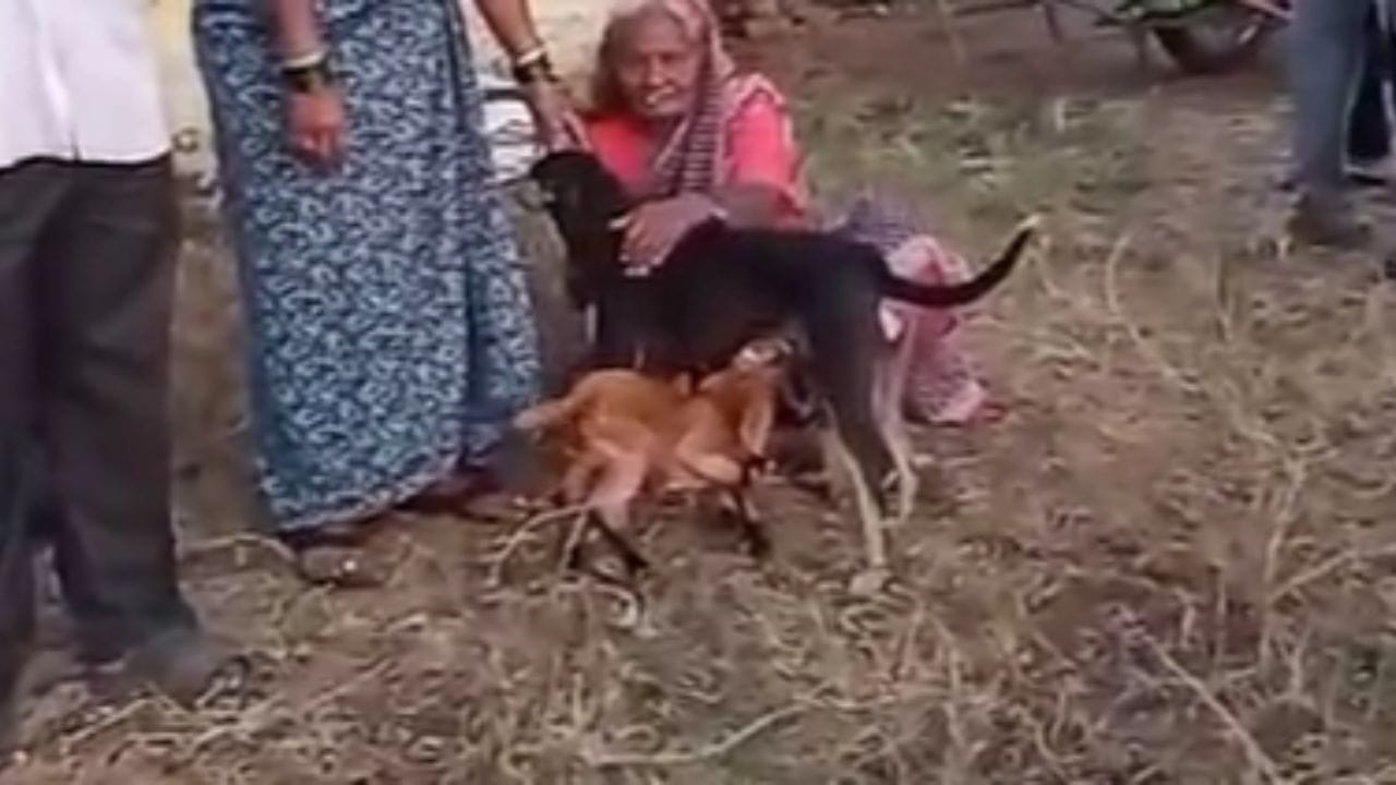 शांताबाई यादव यांच्या शेळीला काही दिवसांपूर्वी तीन पिल्ले झाली. त्यातील दोन पिलं शारीरिकदृष्ट्या सक्षम असल्याने आईचे दूध सहज पित होती, मात्र तिसरे पिलं कमजोर असल्यामुळे ते पुरेसे दूध घेऊ शकत नव्हते.