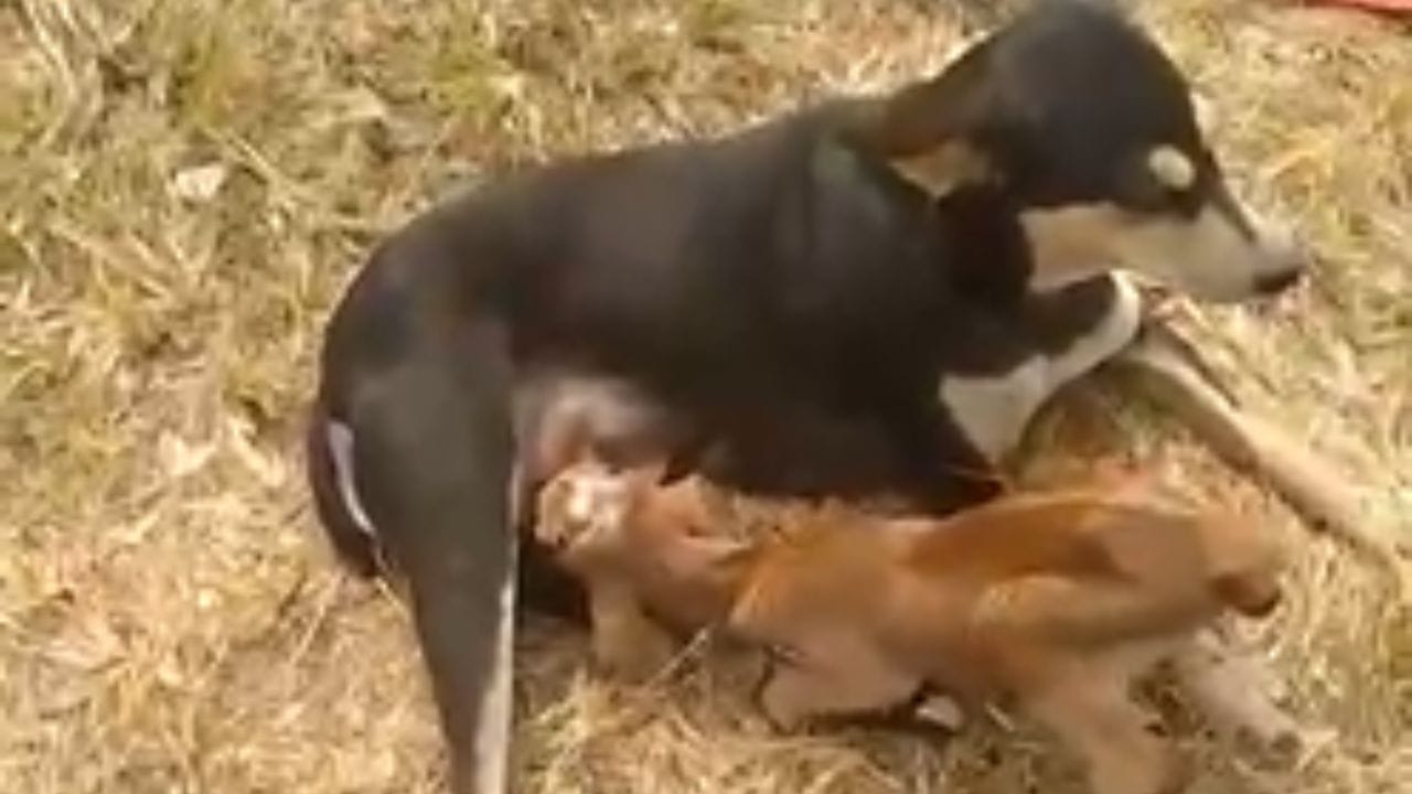 आईचे दूध न मिळाल्याने या पिलाची तब्ब्येत झपाट्याने खालावत चालली होती आणि कुटुंबीय चिंतेत होते. अशा संकटकाळात घरात पाळीव कुत्रीने परिस्थिती ओळखली. या कुत्रीने देखील काहीच दिवसांपूर्वी पिल्लांना जन्म दिला होता.