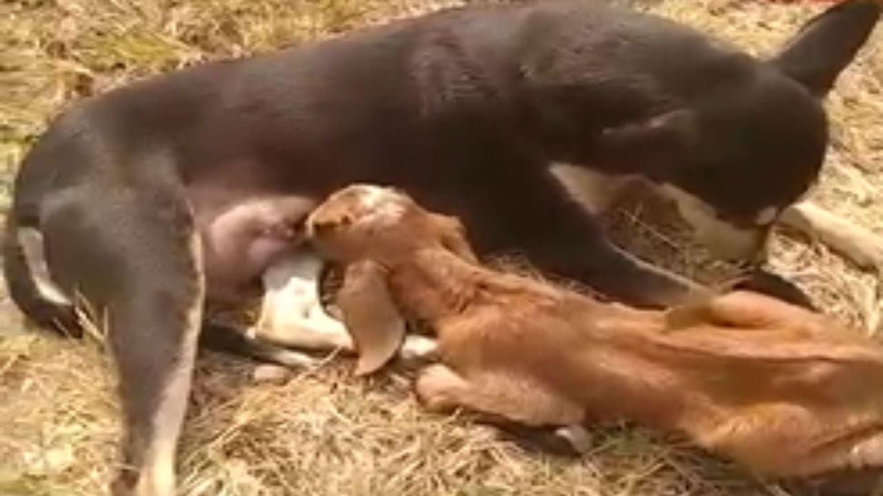 जन्मापासून कमजोर आलेले हे शेळीचे पिल्लू आजवर कुत्रीचे दूध पिऊनच जिवंत राहिले आहे. सोशल मीडियावर फोटो आणि व्हिडिओ व्हायरल झाल्यानंतर याबद्दल लाखो लोकांनी प्राण्यांमधील माणुसकी जिवंत असल्याच्या भावना व्यक्त केल्या आहेत.