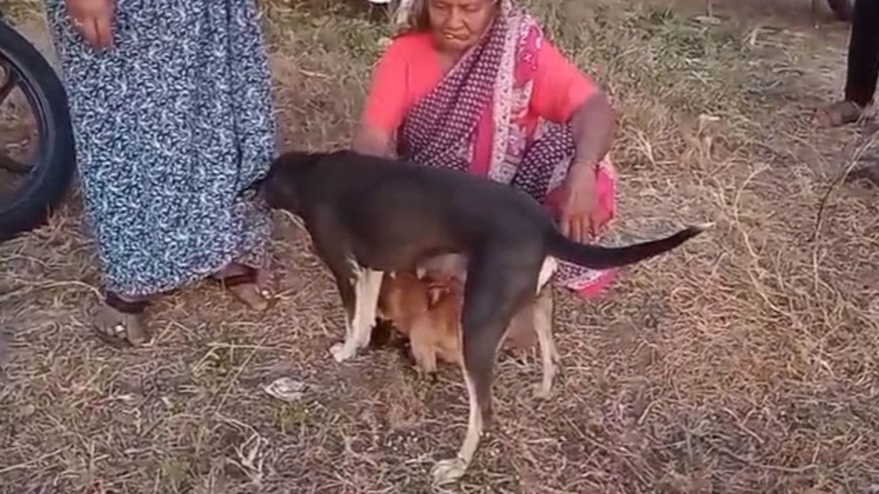 कोल्हापूर जिल्ह्यातील आजरा तालुक्यातील अर्दाळ गावात घडलेल्या एका अनोख्या घटनेने सर्वांनाच आश्चर्य आणि कौतुकाचा धक्का दिला आहे. शांताबाई यादव यांच्या घरी पाळीव कुत्रीने शेळीच्या कमजोर पिलाला आपले दूध पाजून केवळ त्याचे प्राण वाचवले नाहीत, तर ममता आणि त्यागाची खरी शिकवण दिली आहे.