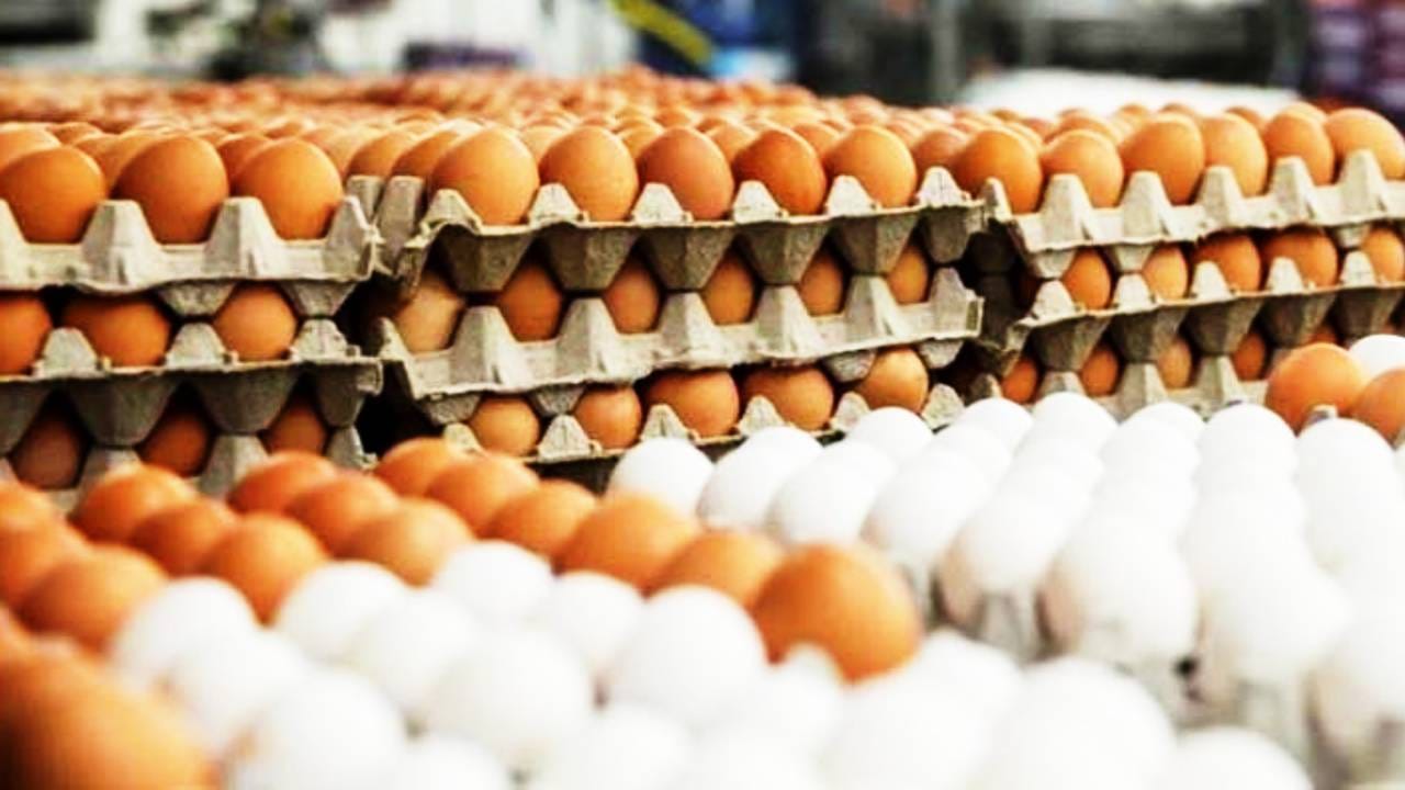 हिवाळ्यात अंड्यांना जास्त मागणी असते. पण त्या तुलनेत पुरवठा मात्र होताना दिसत नाही. थंडीच्या दिवसात महाराष्ट्रासह उत्तर भारतातील अनेक राज्यात अंड्यांची मागणी वाढते. या काळात अंड्यांचा वापर वाढतो. त्या तुलनेत उत्पादन कमी झाल्याने तुटवडा निर्माण झाला आहे. अंड्याच्या किंमती सध्यापेक्षा अधिक वाढण्याची भीती पण व्यक्त होत आहे. पुरवठा लवकर सुरळीत नाही झाला तर किंमती भडकू शकतात. 