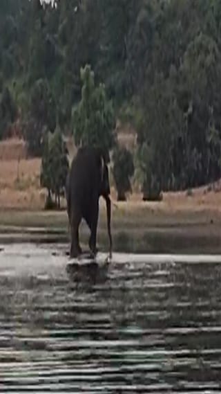 हत्तीच्या वावरामुळे नागरिकांमध्ये भीतीचं वातावरण, व्हिडीओ पाहून म्हणाल…