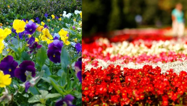 बहुसंख्य लोकांना फक्त गुलाब हेच फुल आवडते. पण असे तीन फुलं आहेत ज्यांना स्वगातील फुल म्हटले जाते. ही फुलं दिसायला तर आकर्षक आहेत. शिवाय त्यांचा सुगंधही फारच हवाहवासा वाटतो. या स्वर्गांच्या फुलामध्ये पहिल्या क्रमांकावर पारिजात हे फुल आहे.