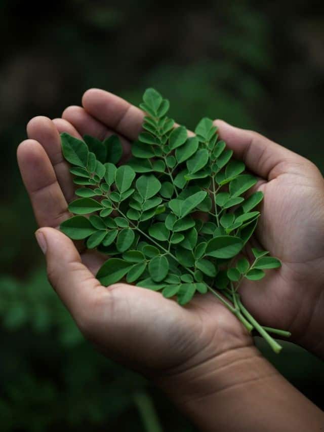 थंडीत शेवग्याची पाने खाण्याचे 5 महत्वाचे फायदे काय ?