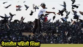 कबुतरांना दाणे टाकले, व्यापाऱ्याला कोर्टाचा दणका! देशातील पहिली शिक्षा
