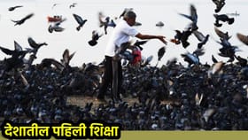 कबुतरांना दाणे टाकले, व्यापाऱ्याला कोर्टाचा दणका! देशातील पहिली शिक्षा.