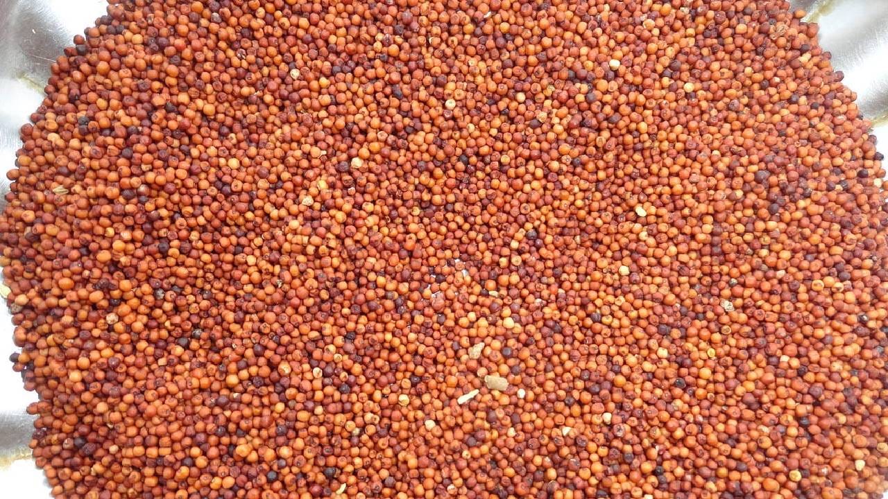 आपण बऱ्याचदा ऐकले असेल की, गव्हाची चपाती खाण्याऐवजी भाकरी खावी. पण भाकरीपेक्षा कितीतरी पट आरोग्यासाठी नाचणीची भाकरी फायदेशीर ठरते. 