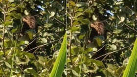 देवराष्ट्रेत एकाच ठिकाणी चार बिबटे, शेतकर्‍यावर हल्ल्याचा प्रयत्न.