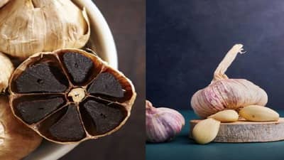 Black Garlic vs White Garlic :  काळा लसूण की पांढरा लसूण? दोघांत फरक काय... आरोग्यास लाभदायक काय?