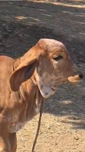 धाराशिवमध्ये शिवसेनेच्या वतीने पूरग्रस्तांना 101 गीर गाईंचं वाटप