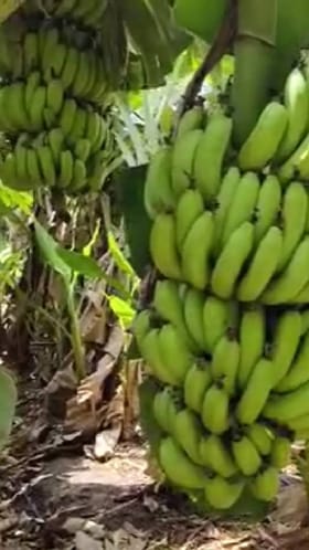 नंदुरबार जिल्ह्यात थंडीच्या पारा वाढल्याने केळी पिकावर करपा रोगाच्या प्रादुर्भाव