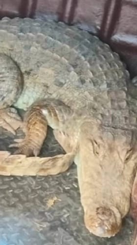 हिंगोलीतील मगरीचे रेस्क्यू, थेट...