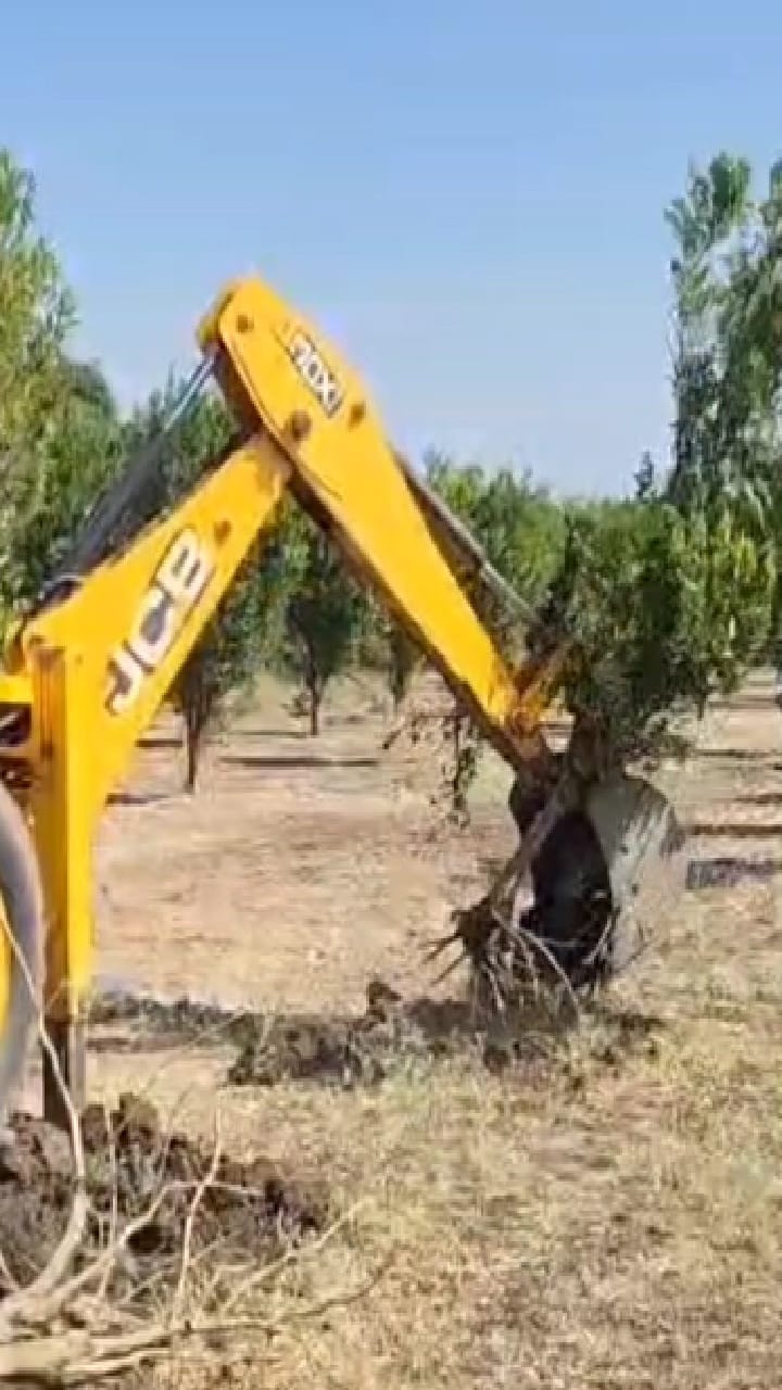 Hingoli : शेतकऱ्याकडून जेसीबीने संत्रा बाग उद्धवस्त, कारण...