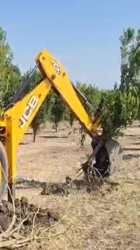 Hingoli : शेतकऱ्याकडून जेसीबीने संत्रा बाग उद्धवस्त, कारण...