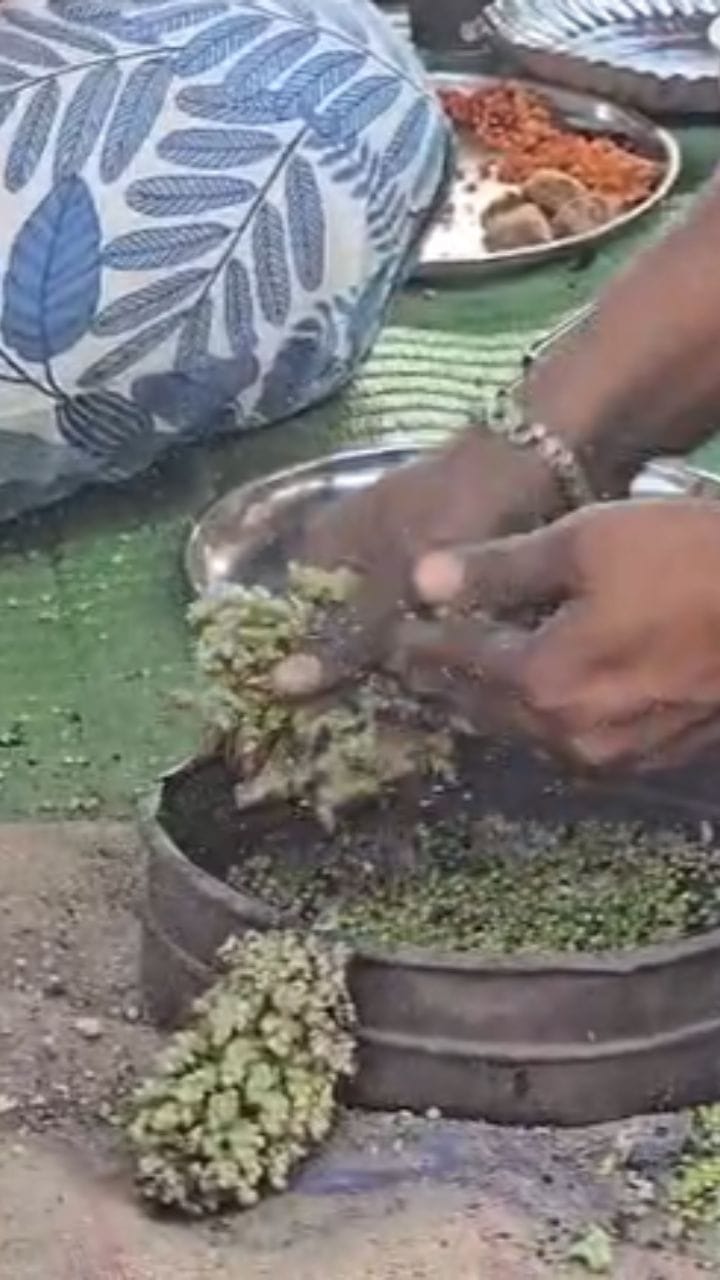 Video : कडाक्याच्या थंडीत गावकरी लुटतायेत हुरडा पार्टीचा आनंद