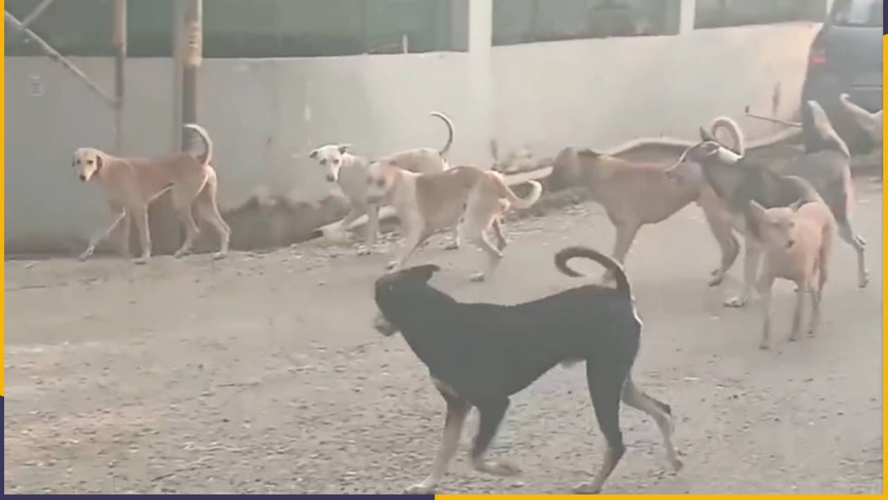 बिबट्या सोडा, इचलकरंजीकरांमध्ये भटक्या कुत्र्यांची दहशत