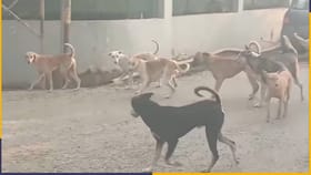 बिबट्या सोडा, इचलकरंजीकरांमध्ये भटक्या कुत्र्यांची दहशत.