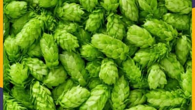 90 टक्के लोकांना माहिती नाही, भारतातील सर्वात महागडी भाजी कोणती? जाणून घ्या