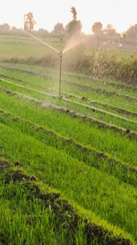 जळगावात रब्बीच्या पिकांना पोषक वातावरण, यंदा बळीराजाची गहू लागवडीला पसंती