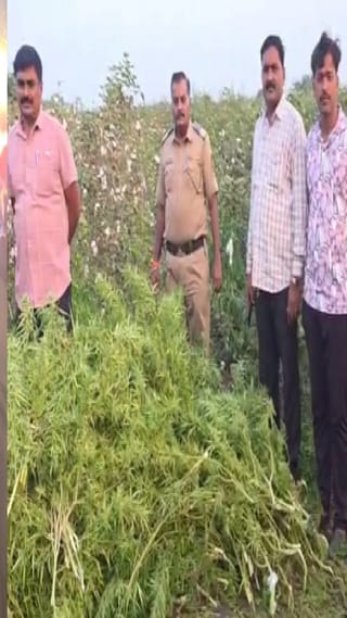 गांजाच्या लागवडीचा मोठा प्रकार उघडकीस