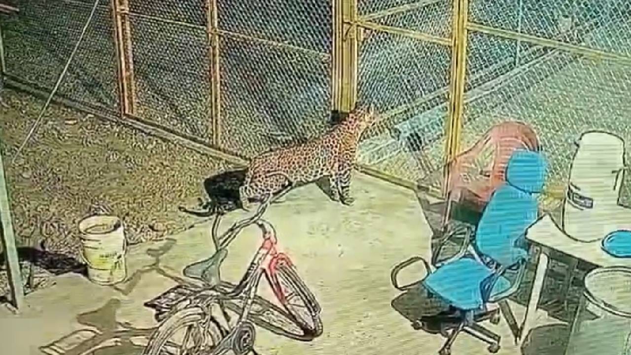 उत्तर पुण्यात बिबट्याची दहशत कायम, कुत्र्यामुळं वाचला जीव