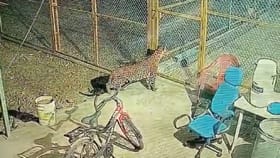 उत्तर पुण्यात बिबट्याची दहशत कायम, कुत्र्यामुळं वाचला जीव.