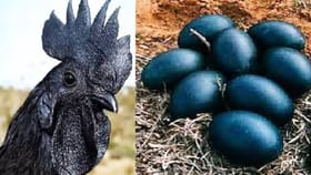 Kadaknath: चरबी कमी, प्रोटीन भरपूर, या काळ्या कोंबडीची देशभरात जादू.