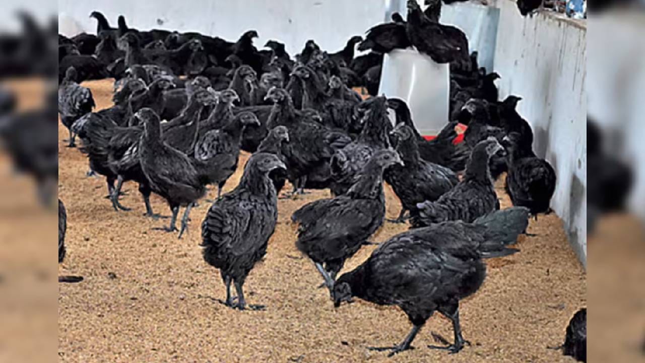 Kadaknath: चरबी कमी, प्रोटीन भरपूर, या काळ्या कोंबडीची देशभरात जादू