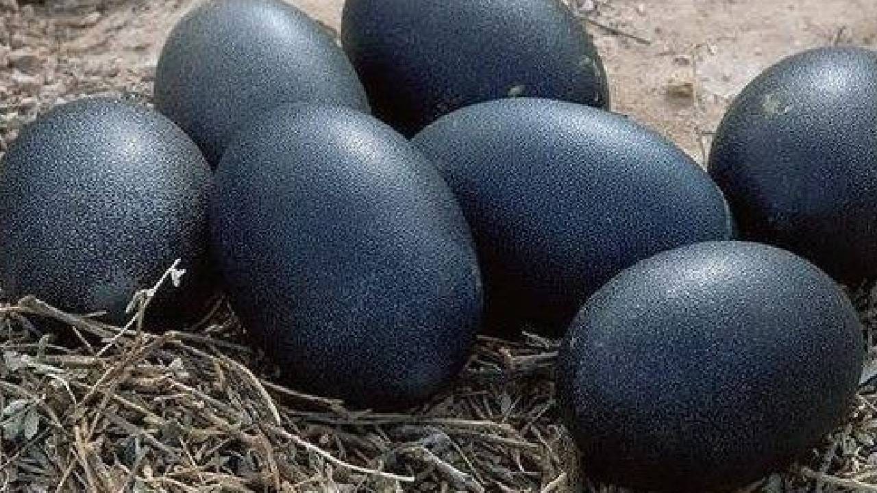 Kadaknath: चरबी कमी, प्रोटीन भरपूर, या काळ्या कोंबडीची देशभरात जादू