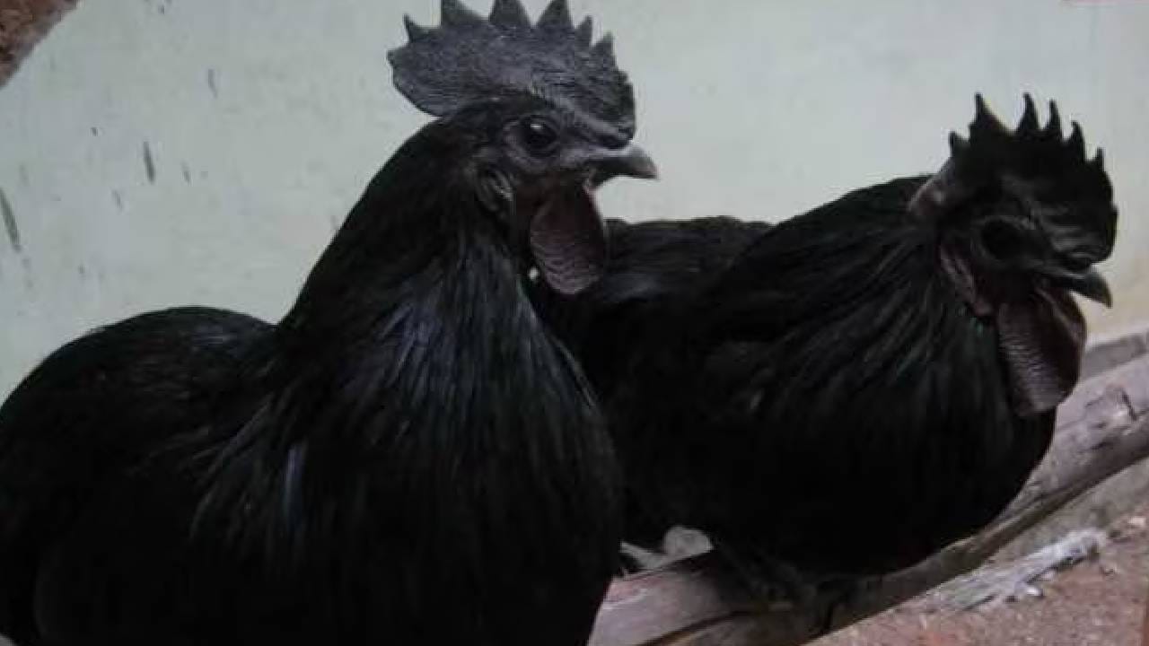 Kadaknath: चरबी कमी, प्रोटीन भरपूर, या काळ्या कोंबडीची देशभरात जादू