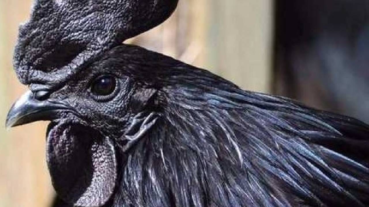 Kadaknath: चरबी कमी, प्रोटीन भरपूर, या काळ्या कोंबडीची देशभरात जादू