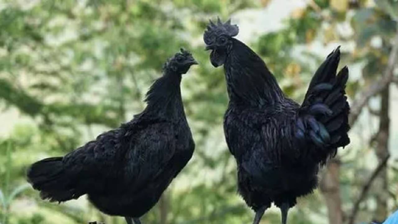 Kadaknath: चरबी कमी, प्रोटीन भरपूर, या काळ्या कोंबडीची देशभरात जादू