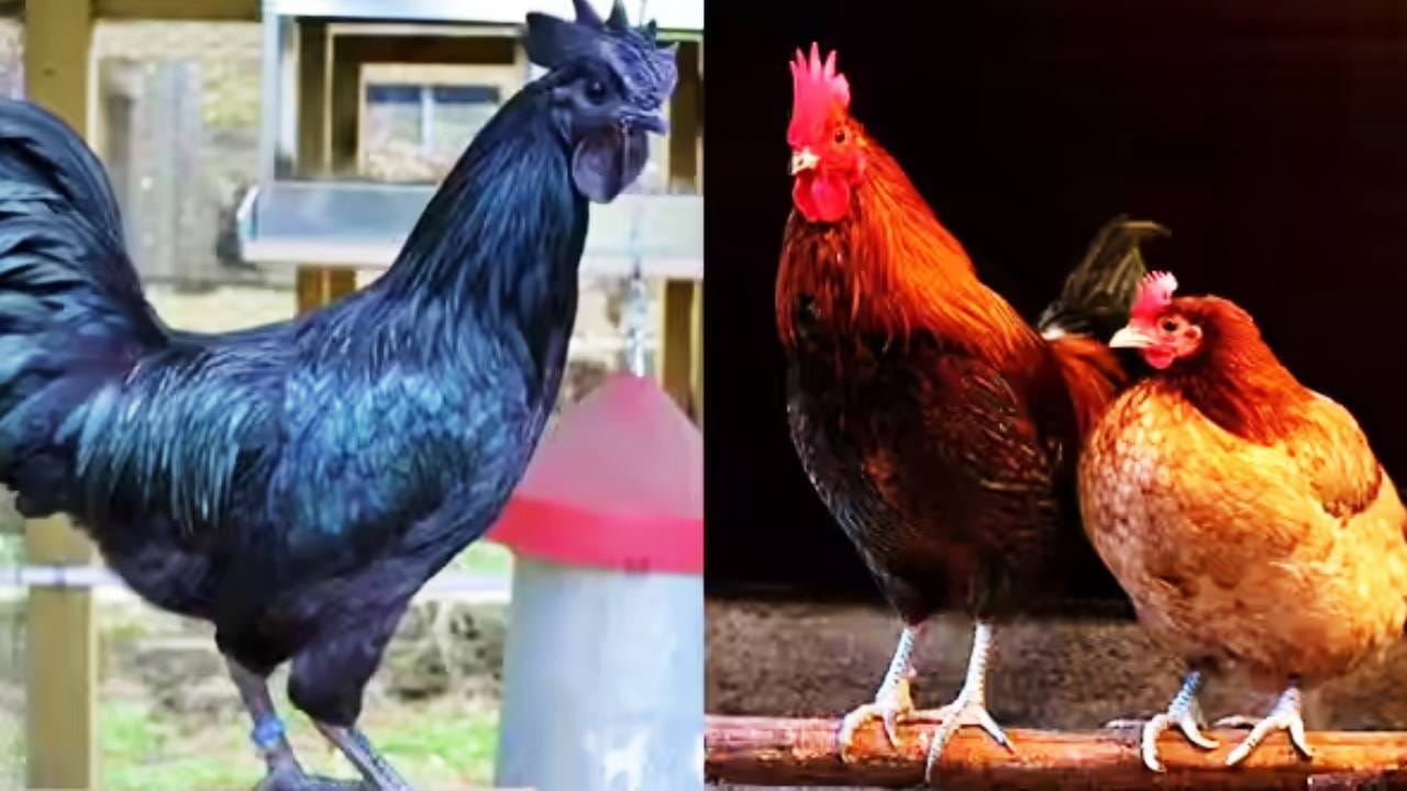 Kadaknath: चरबी कमी, प्रोटीन भरपूर, या काळ्या कोंबडीची देशभरात जादू