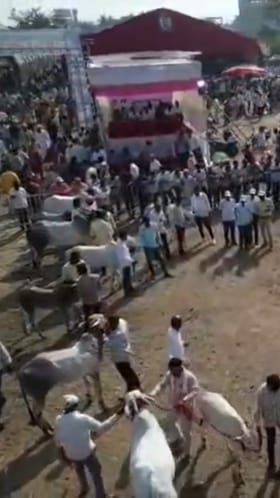 यशवंतराव कृषी प्रदर्शनात पशुपक्ष्यांचा दिमाख, 12 किलोचा टर्की आणि पुंगनूर गाय ठरली आकर्षणाचे केंद्र.