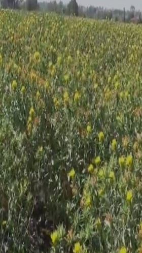 वाशिम जिल्ह्यात करडई पिकाचे क्षेत्र घटले.