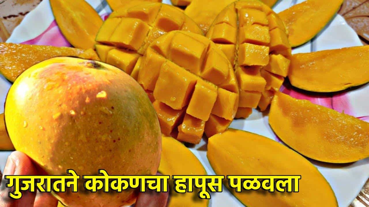 गुजरातने कोकणचा हापूस पळवला; वलसाड हापूससाठी मोठा निर्णय, कोकणातील आंबा बागायतदारांची वाढली चिंता