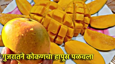 गुजरातने कोकणचा हापूस पळवला; वलसाड हापूससाठी मोठा निर्णय, कोकणातील आंबा बागायतदारांची वाढली चिंता