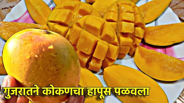 गुजरातने कोकणचा हापूस पळवला; वलसाड हापूससाठी मोठा निर्णय, कोकणातील आंबा बागायतदारांची वाढली चिंता