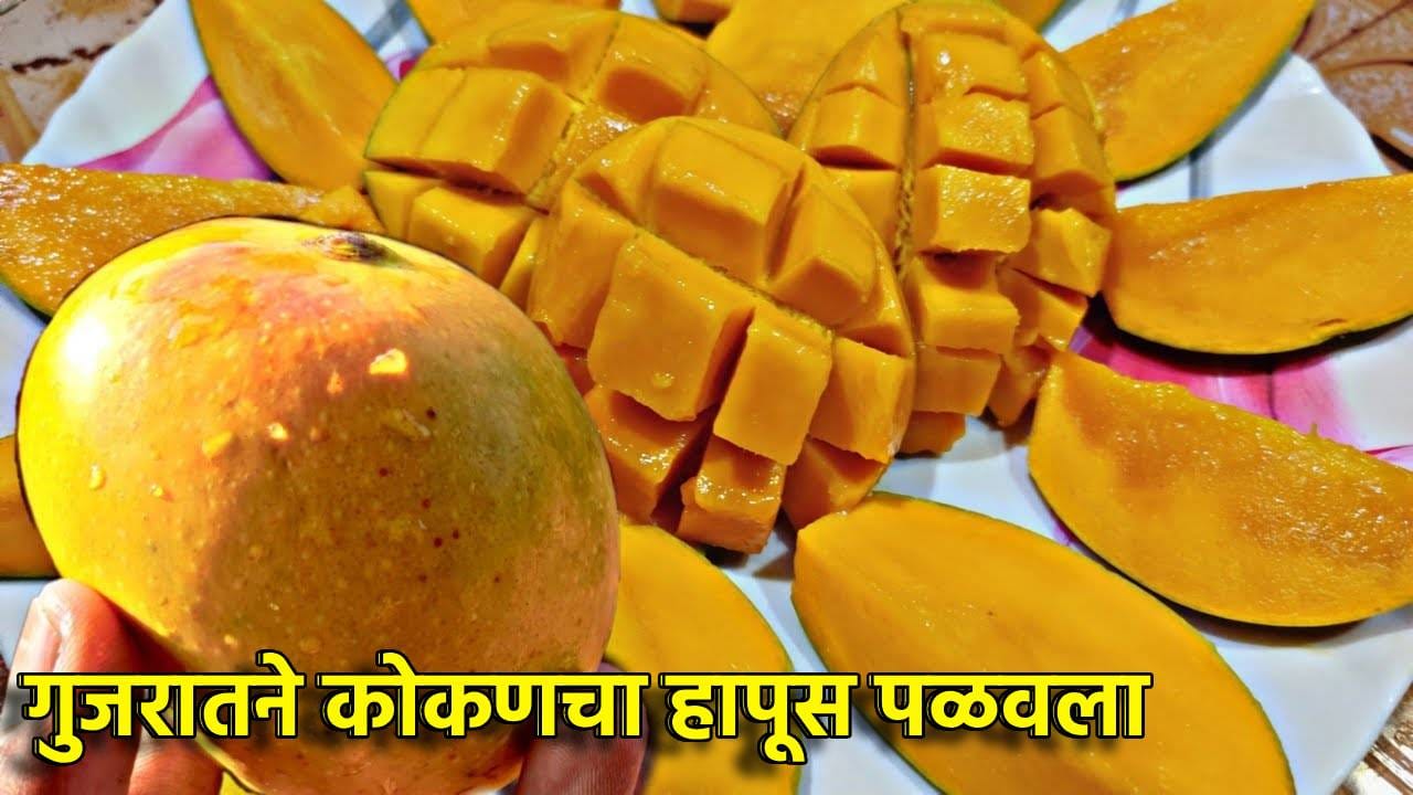 गुजरातने कोकणचा हापूस पळवला; 'वलसाड हापूस'साठी मोठा निर्णय, कोकणातील आंबा बागायतदारांची वाढली चिंता