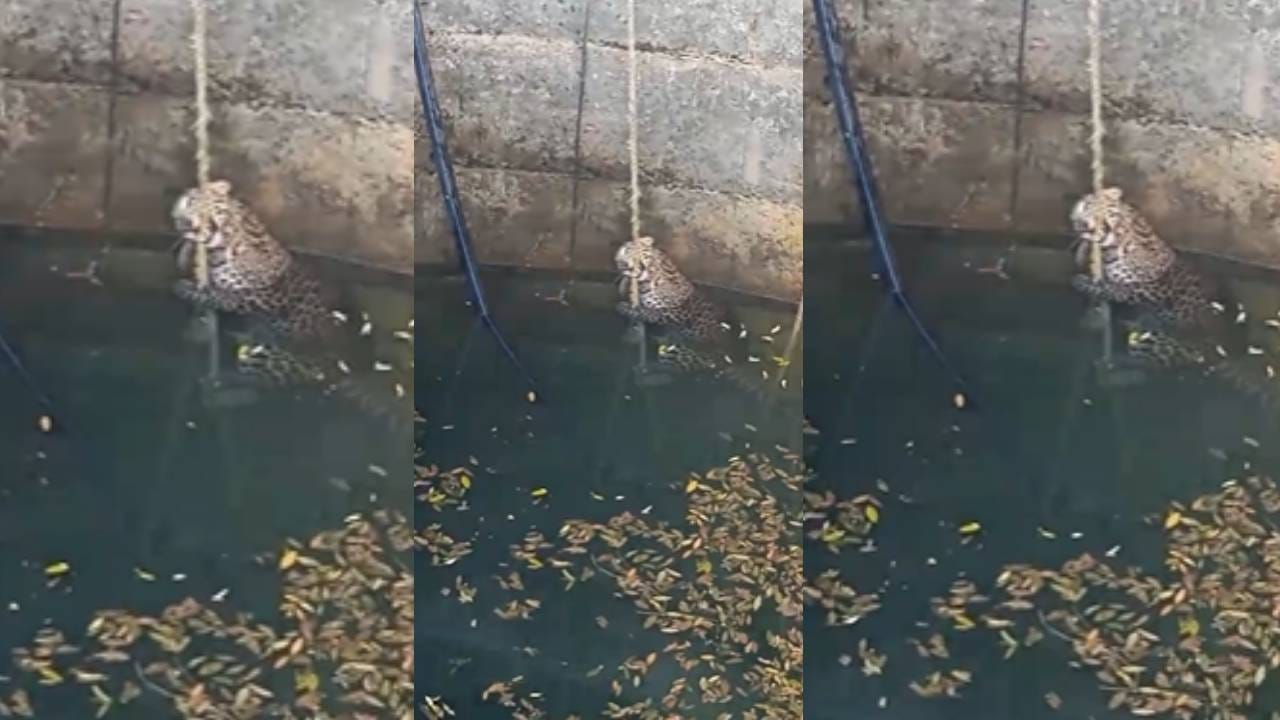 पारध शेतशिवारातील विहिरीत बिबट्या पडला, अशी केली सुटका