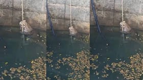 पारध शेतशिवारातील विहिरीत बिबट्या पडला, अशी केली सुटका.